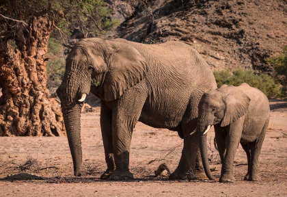 Namibie - Damaraland - Elephants ©Shutterstock, Janelle Lugge