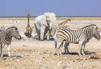 Namibie - Parc national d'Etosha ©Shutterstock, Benny Marty