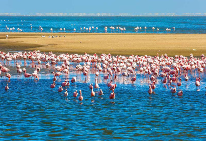 Namibie - Swakopmund - Flamants roses ©Shutterstock, Kavram