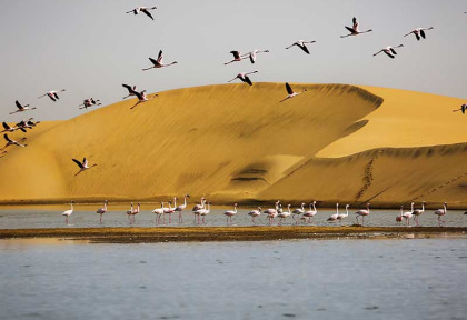 Namibie - Walvis Bay - Flamants roses ©Shutterstock, Carlos A Antunes