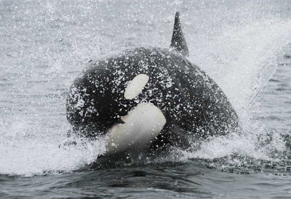 Norvege - Expédition Orques et boréales