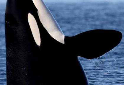 Norvege - Expédition Orques et boréales