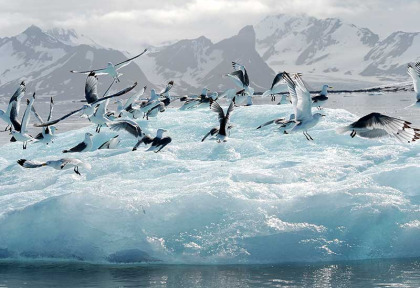 Croisières PONANT - Antarctique - Expédition sur les traces de Scott et Shackleton © Studio Ponant