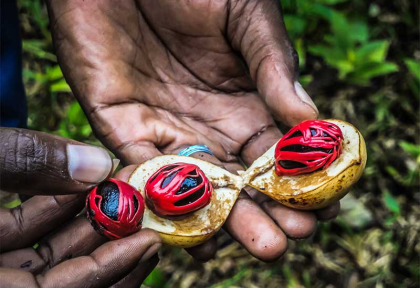 Tanzanie - Zanzibar - Visite guidée à la découverte des épices de Zanzibar ©Shutterstock, Michael Zech Fotografie