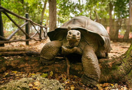 Tanzanie - Zanzibar - Excursion à la demi-journée à Prison Island ©Shutterstock, Danm12