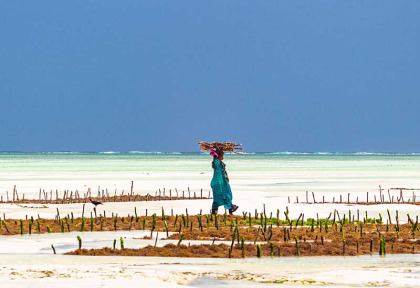 Tanzanie - Zanzibar - Excursion à la demi-journée à Seaweed Center ©Shutterstock, Marius Dobilas