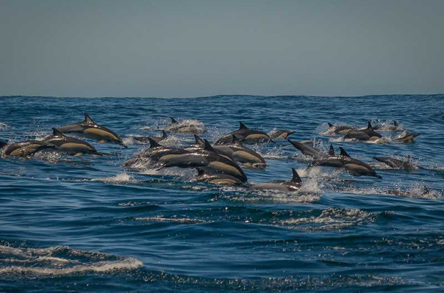Afrique du Sud - Knysna - Dauphins sur la baie de Knysna - ©Ocean Odyseey