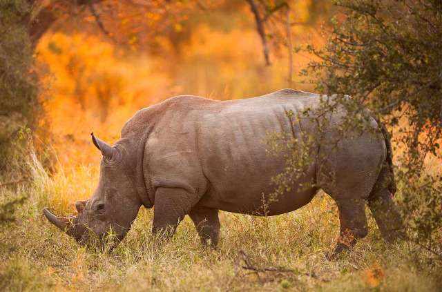 Afrique du Sud - Kruger passion ©Shutterstock E2dan