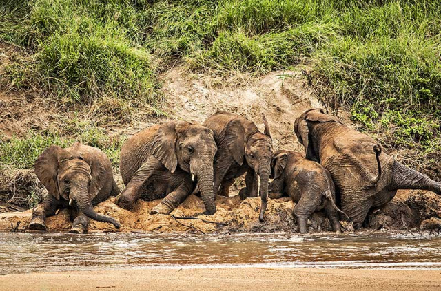Afrique du Sud - Parc national du Kruger ©Shutterstock
