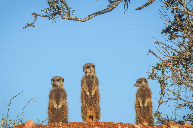 Afrique du Sud - Oudtshoorn - Buffelsdrift Game Lodge - Safari Suricates