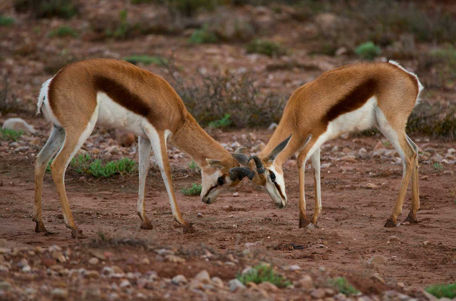 Afrique du Sud - Oudtshoorn - Buffelsdrift Game Lodge - Safari
