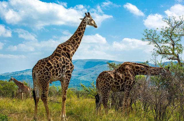 Afrique du Sud - Kwazulu Natal - Parc national de Hluhluwe-Imfolozi - ©Shutterstock, Lukasz Nycz