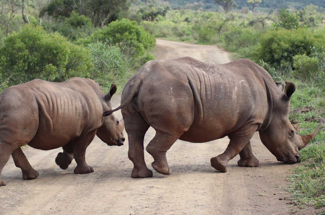 Afrique du Sud - Kwazulu Natal - Parc national de Hluhluwe-Imfolozi - ©Shutterstock, Jens Bee