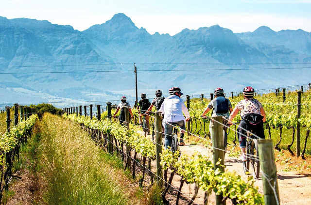 Afrique du Sud - Stellenbosch - Visite de vignobles à vélo ©bikesnwines