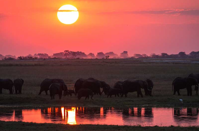 Botswana - Safari guidé en hôtel