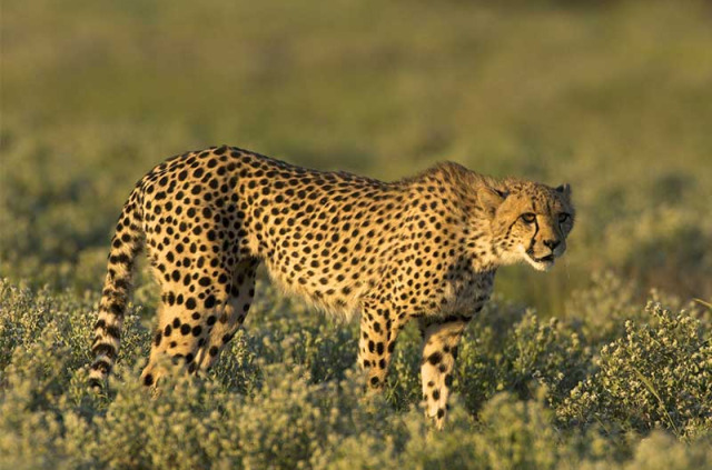 Botswana - Delta de l'Okavango ©Shutterstock, Arturo de Frias