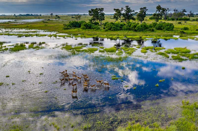 Botswana - Delta de l'Okavango - Khwai - Little Sable