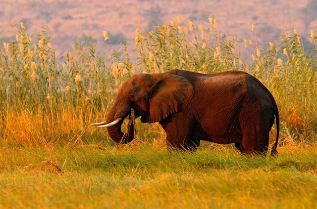 Botswana - Parc national de Chobe, Ondrej Prosicky
