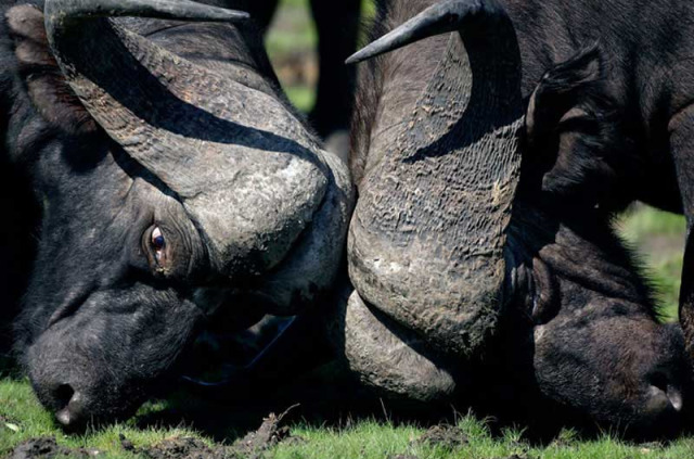 Botswana - Safaris Sur les traces des buffles