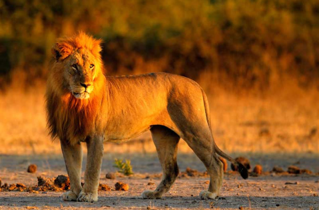 Botswana - Safaris Le territoire des lions