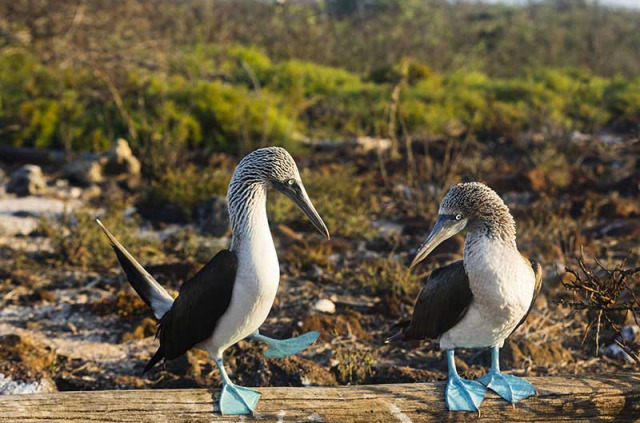 Equateur - Galapagos