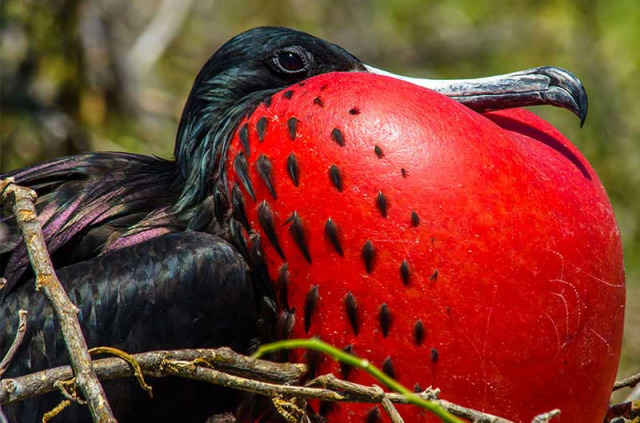 Equateur - Galapagos - Safari plongée d'île en île aux Galapagos © Tomas Kotouc, Shutterstock