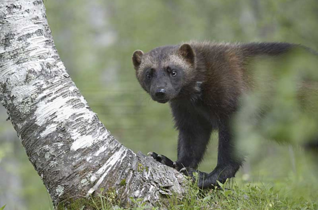 Finlande - Circuit focus ours et gloutons