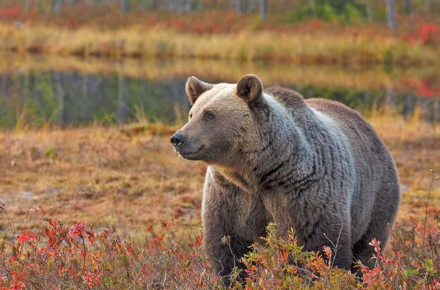 Finlande - Vartius - Au pays des Ours - ©Bear Center