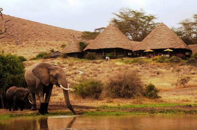 Kenya - Amboseli - Tortilis Camp - Elewana