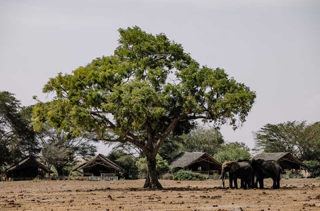 Kenya - Parc national Tsavo East - Satao Camp