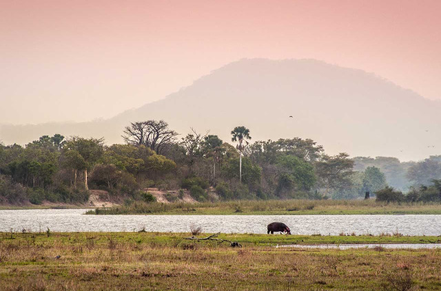 Malawi - Parc national de Liwonde ©Shutterstock, Roel Van Der Krabben