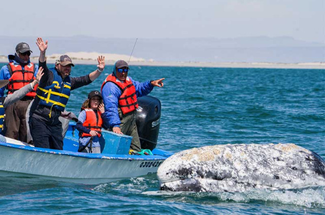 Mexique - Basse Californie - Baja Expeditions - Baja Ultimate Whales