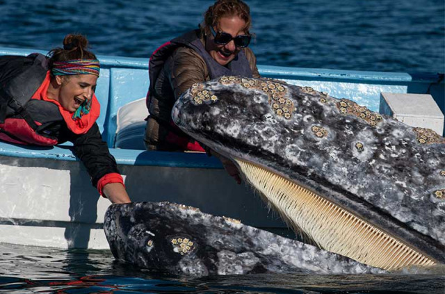 Mexique - Basse Californie - Baja Expeditions - San Ignacio Lagoon