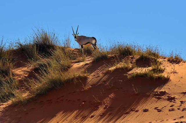 Namibie - Désert du Kalahari ©Shutterstock, Oleg Znamenskiy