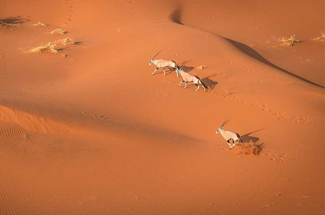 Namibie - Desert du Namib - Dunes de Sossusvlei ©Shutterstock, Janelle Lugge