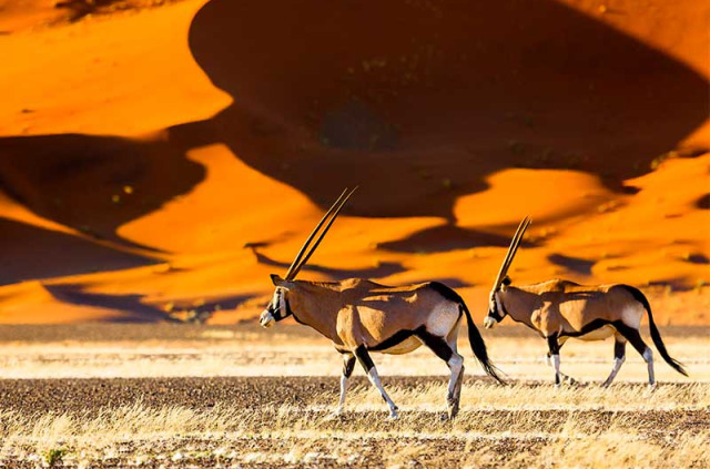 Namibie - Parc national Namib-Naukluft - Oryx ©shutterstock, Radek Borovka