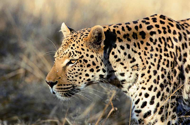 Namibie - Réserve naturelle d'Okonjima - AfriCat Foundation