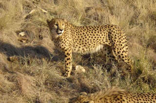 Guépards à Okonjima