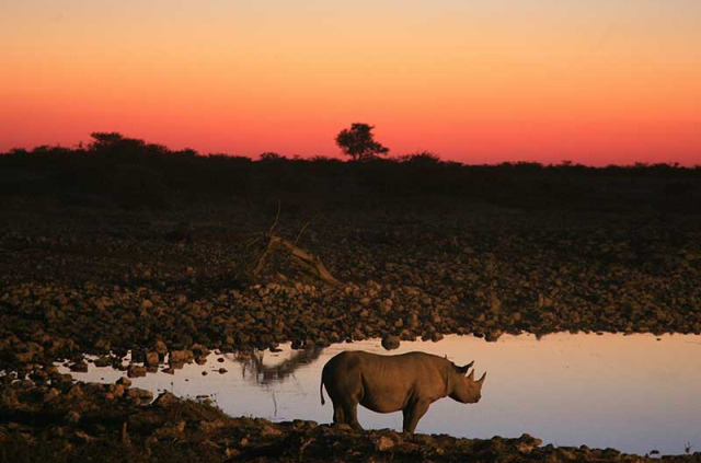 Namibie - Parc national d'Etosha - ©Shutterstock, Eric valenne