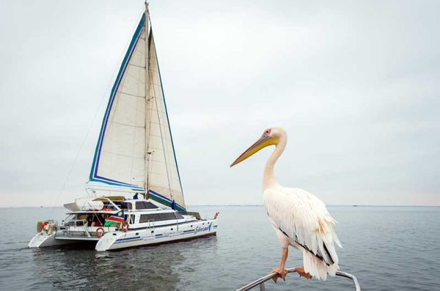 Namibie - Walvis Bay - Croisière en Catamaran au coucher du soleil