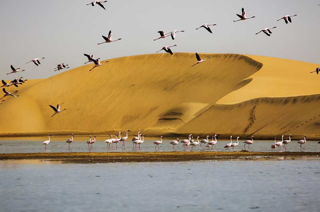 Namibie - Walvis Bay - Flamants roses ©Shutterstock, Carlos A Antunes