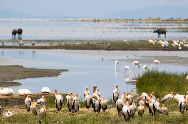 Tanzanie - Parc national de Manyara