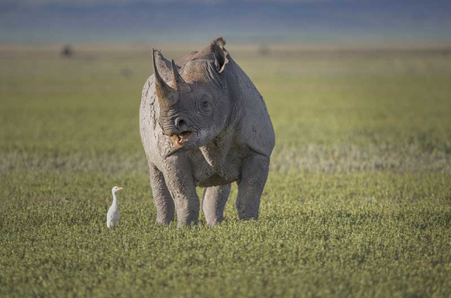 Tanzanie - Ngorongoro ©Shutterstock, martha van tonder