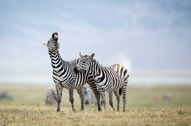Tanzanie - Cratère du Ngorongoro ©Shutterstock, Stuart G Porter