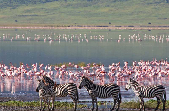 Tanzanie - Ngorongoro