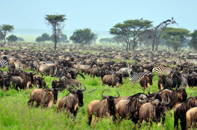 Tanzanie - Serengeti © Shutterstock, eastvillage images