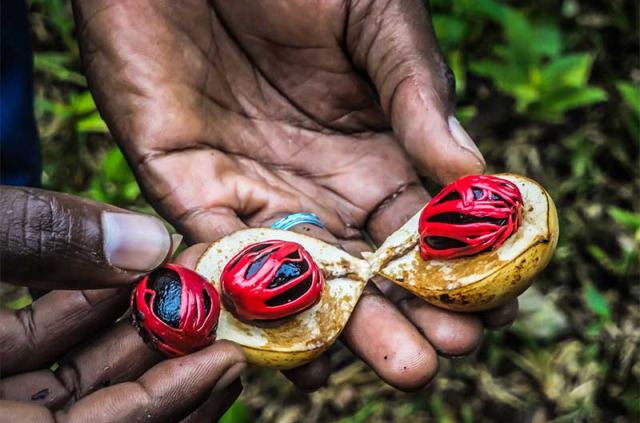 Tanzanie - Zanzibar - Visite guidée à la découverte des épices de Zanzibar ©Shutterstock, Michael Zech Fotografie