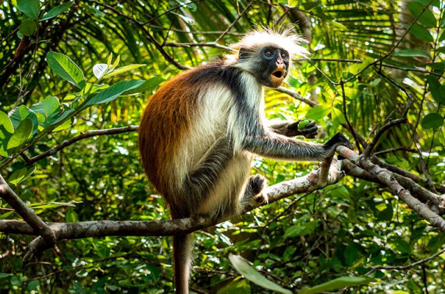 Tanzanie - Zanzibar -Parc national de Jozani et Butterfly Centre ©Shutterstock, O Terenteva