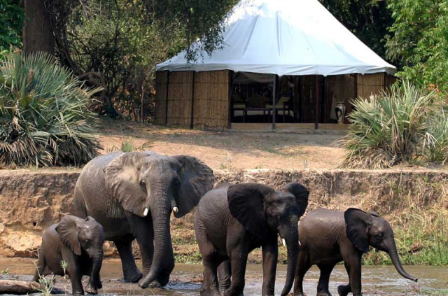 Lower Zambezi - Saussage Tree Camp