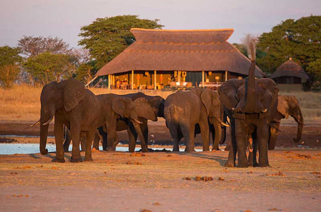 Zimbabwe - Hwange passion - Camp Hwange